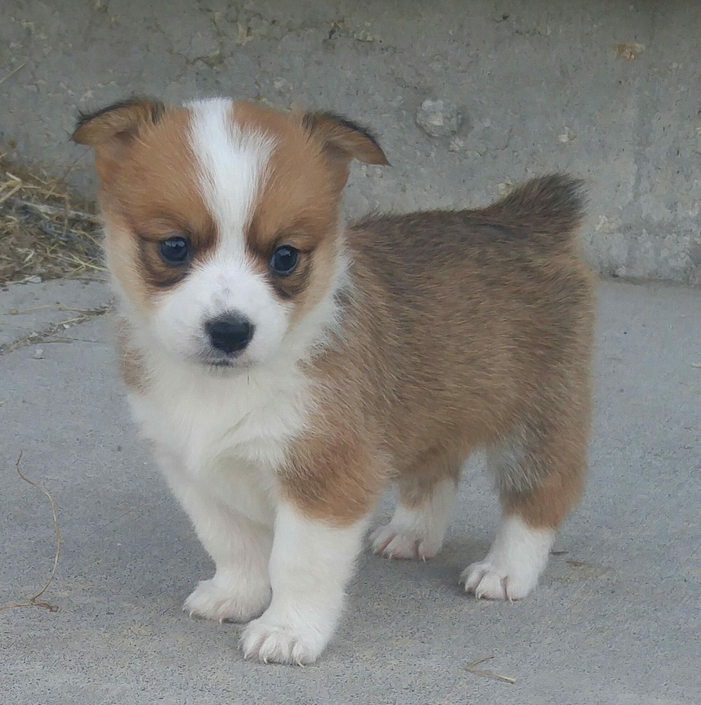 Meet your Posher, Debbie